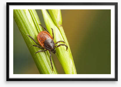 Insects