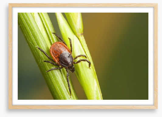 Insects