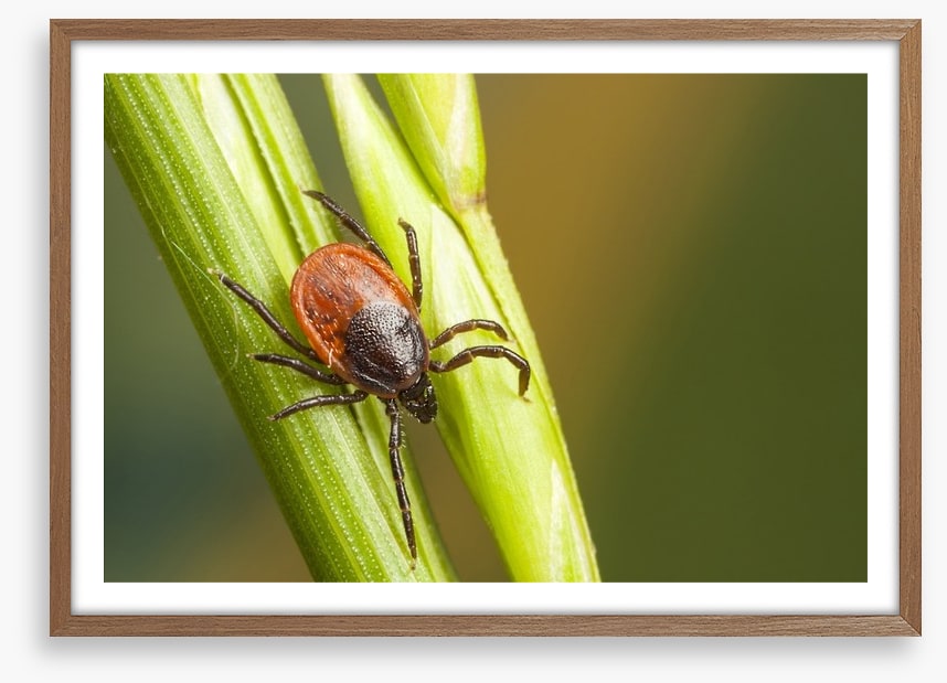 Insects