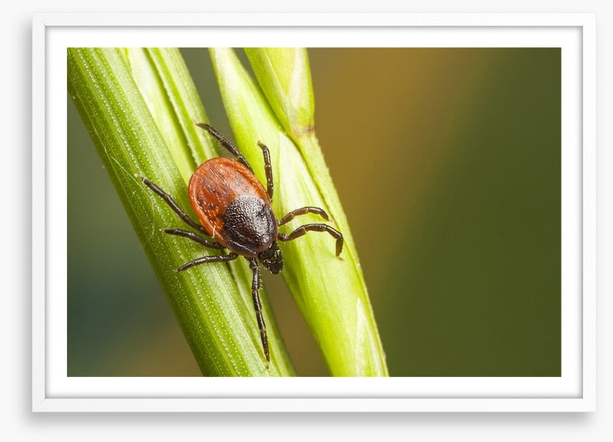 Insects