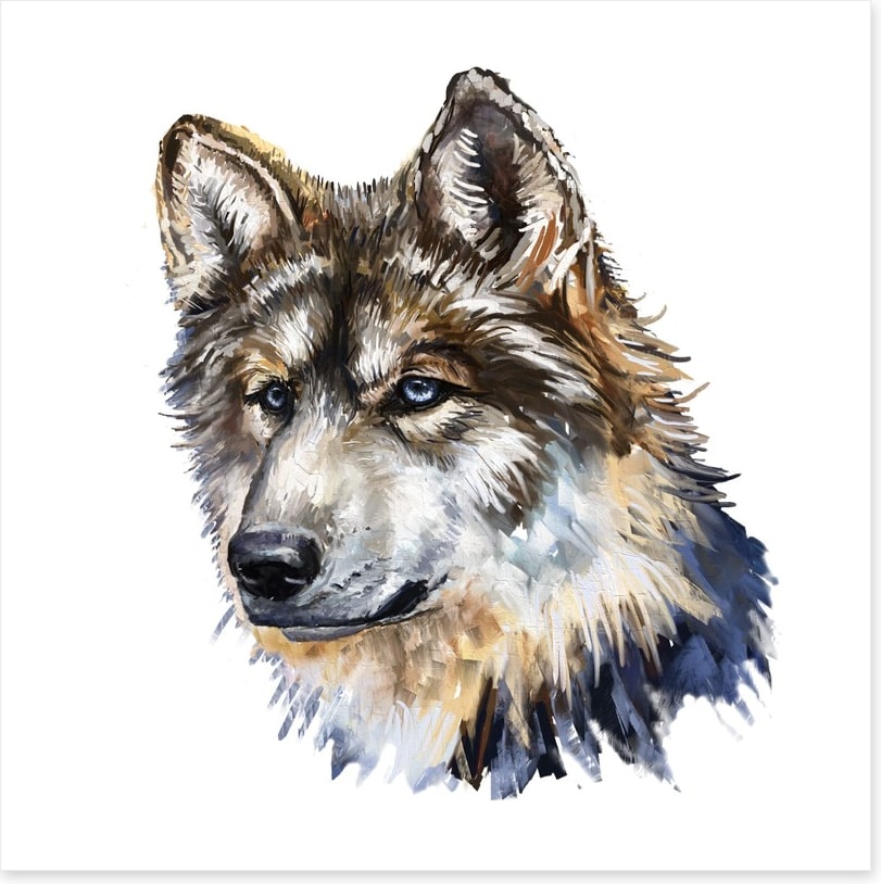 Wild wolf