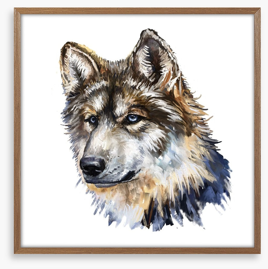 Wild wolf