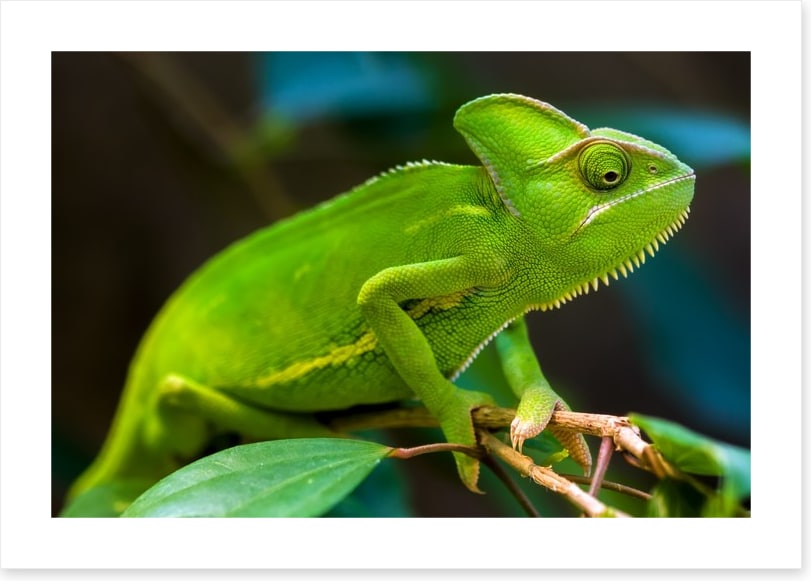 Reptiles / Amphibian