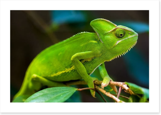 Reptiles / Amphibian