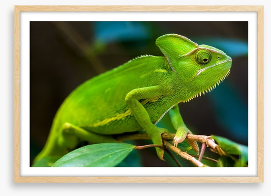 Reptiles / Amphibian