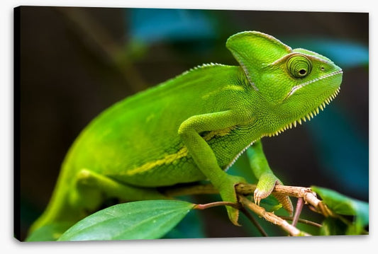 Reptiles / Amphibian