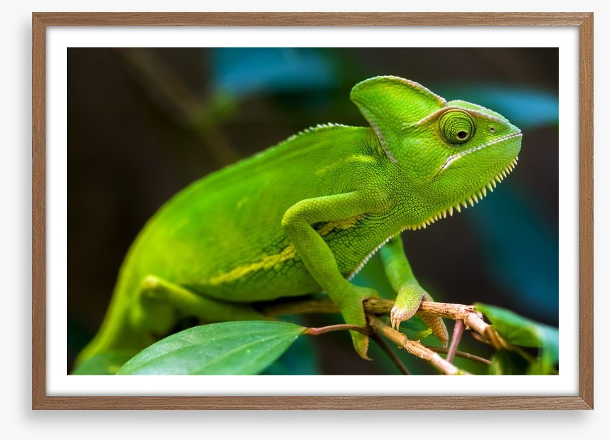 Reptiles / Amphibian