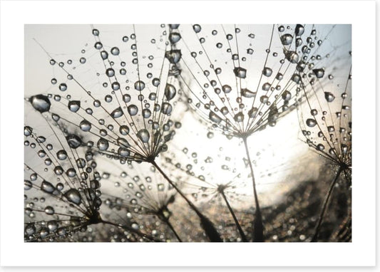 Dandelion dew drops