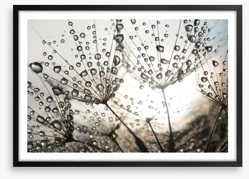 Dandelion dew drops