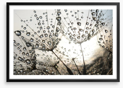Dandelion dew drops