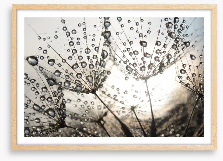 Dandelion dew drops