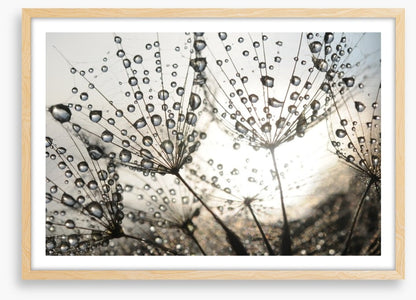 Dandelion dew drops