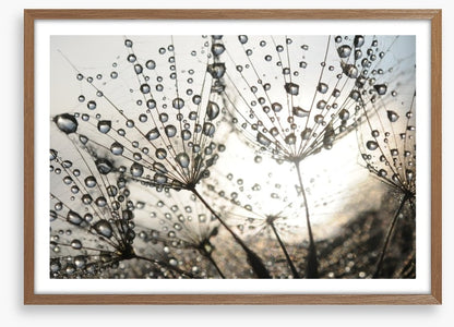 Dandelion dew drops