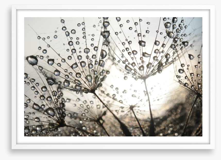 Dandelion dew drops