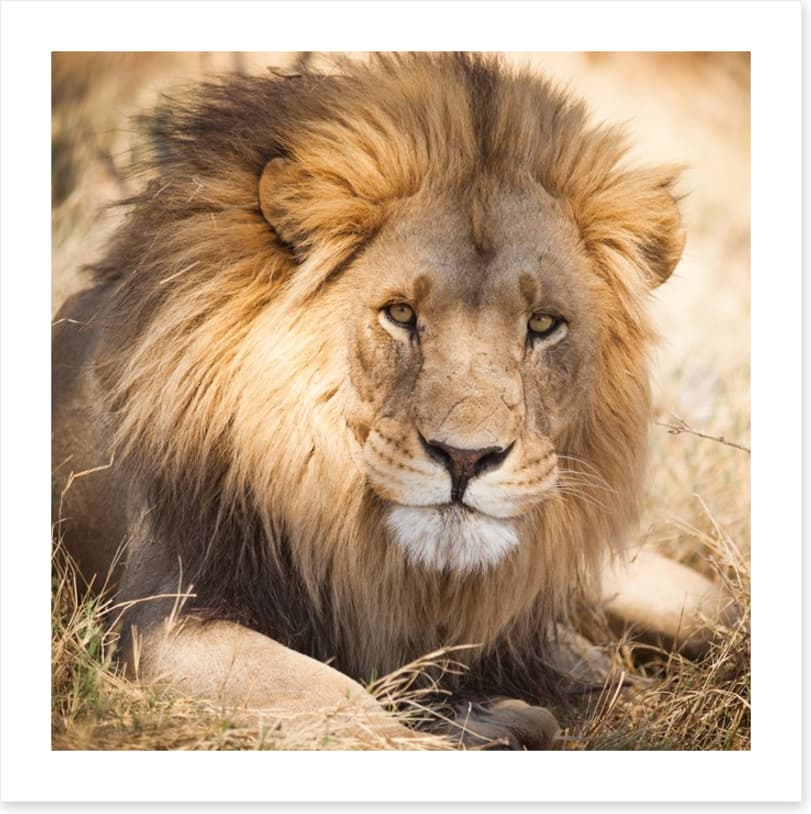 The noble lion, Zambia