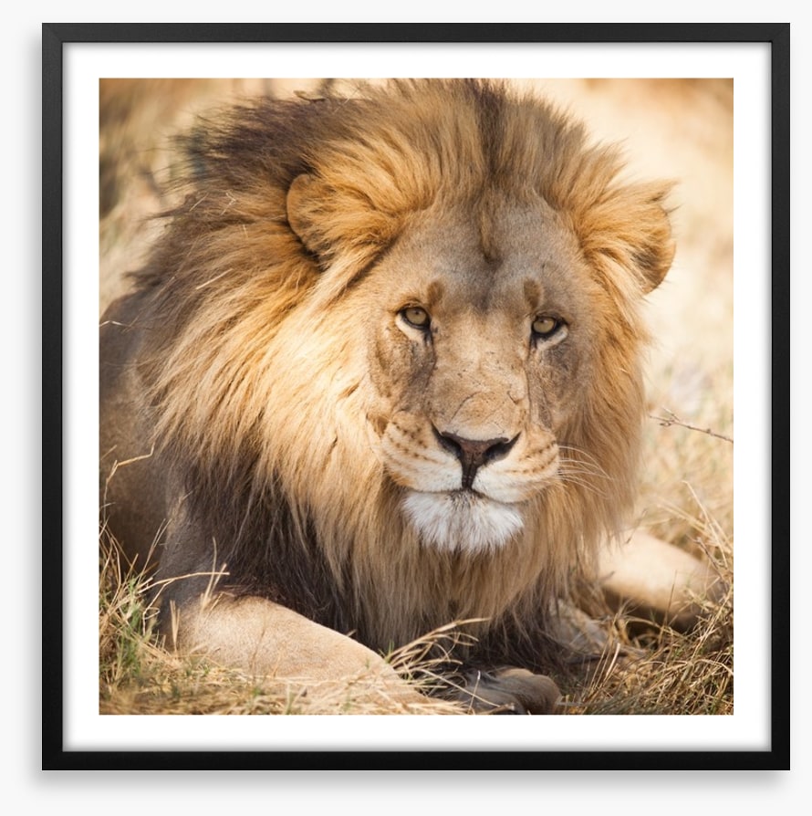 The noble lion, Zambia