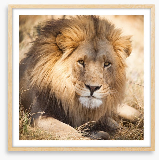 The noble lion, Zambia