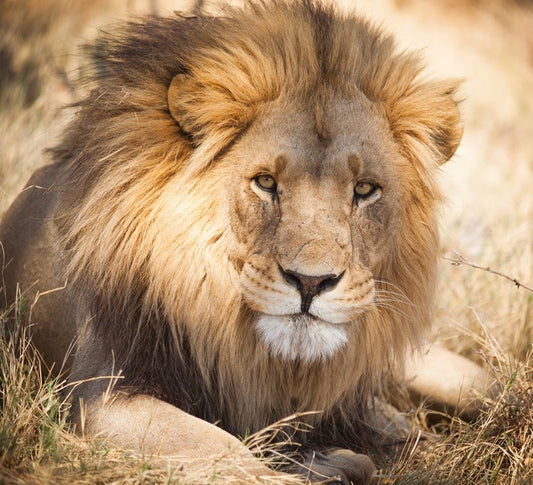 The noble lion, Zambia