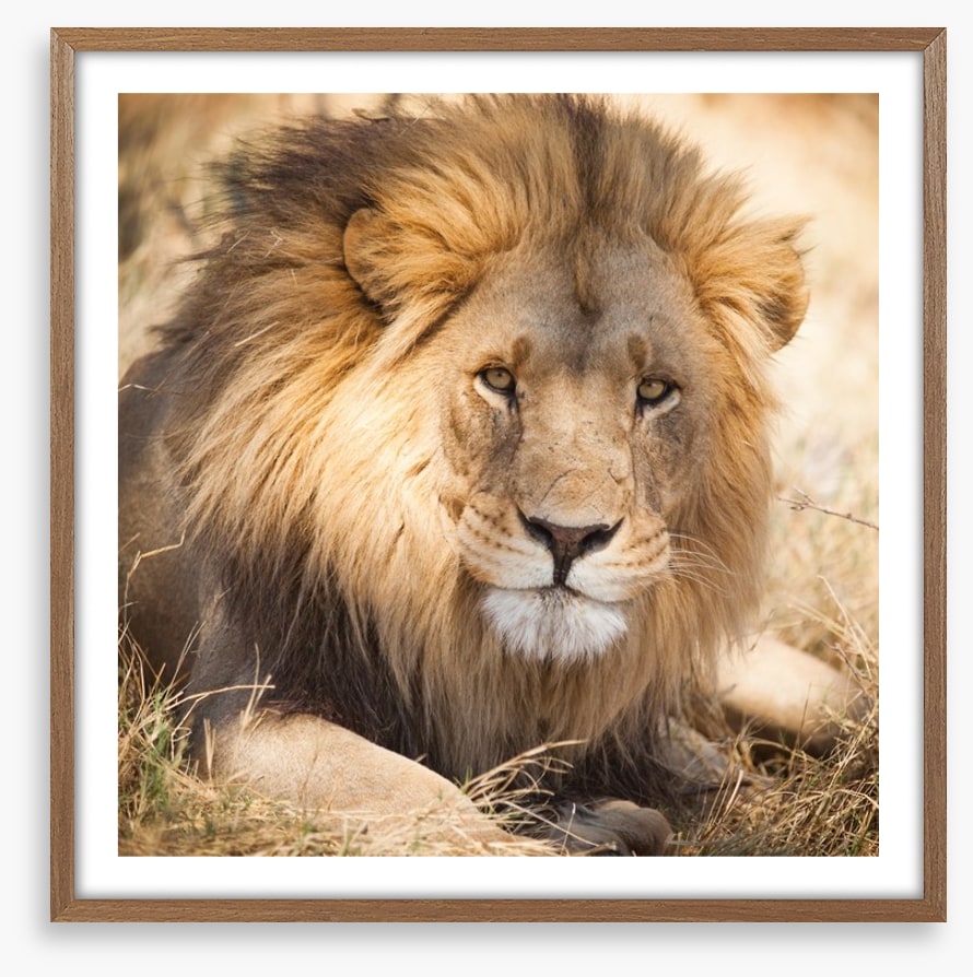 The noble lion, Zambia