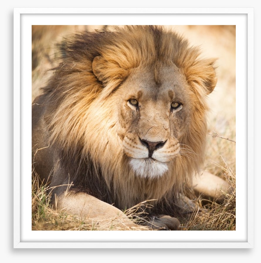 The noble lion, Zambia