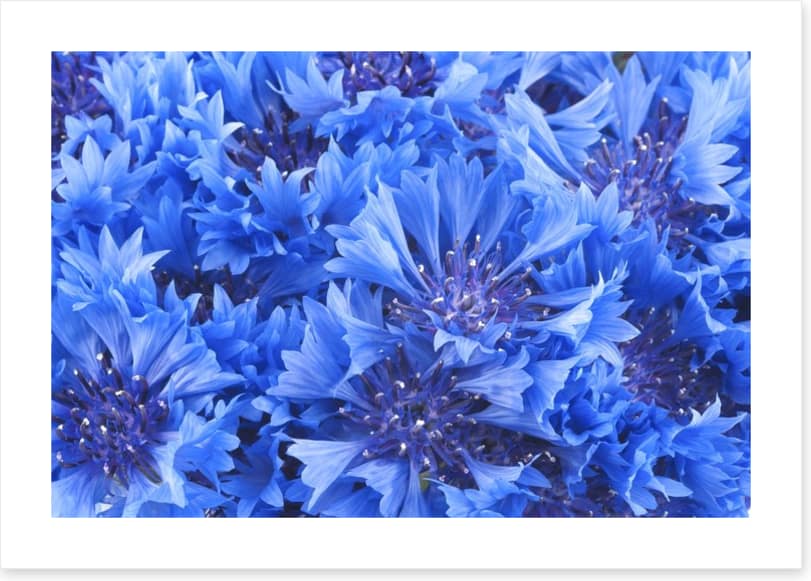 Cornflower blue