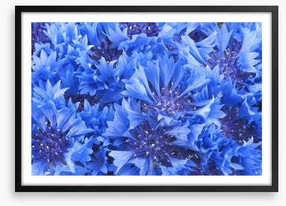Cornflower blue