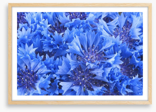 Cornflower blue