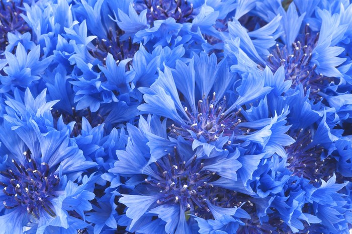 Cornflower blue