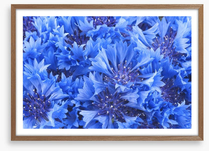 Cornflower blue