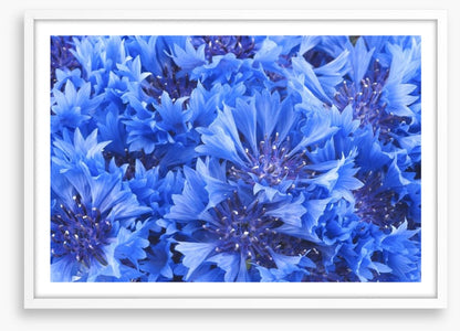 Cornflower blue
