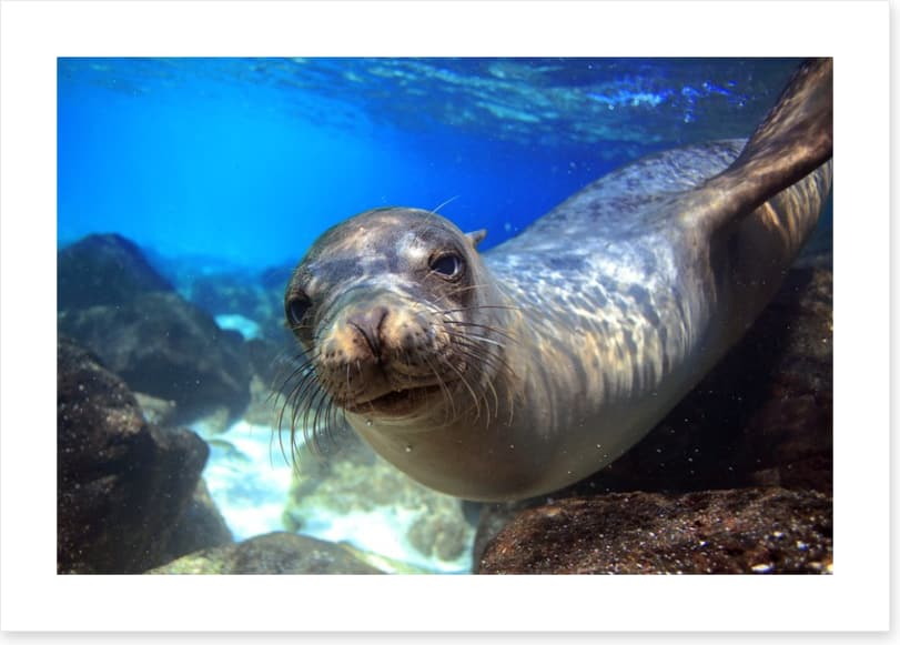 Sea lion smile