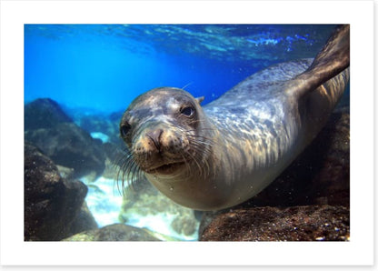 Sea lion smile