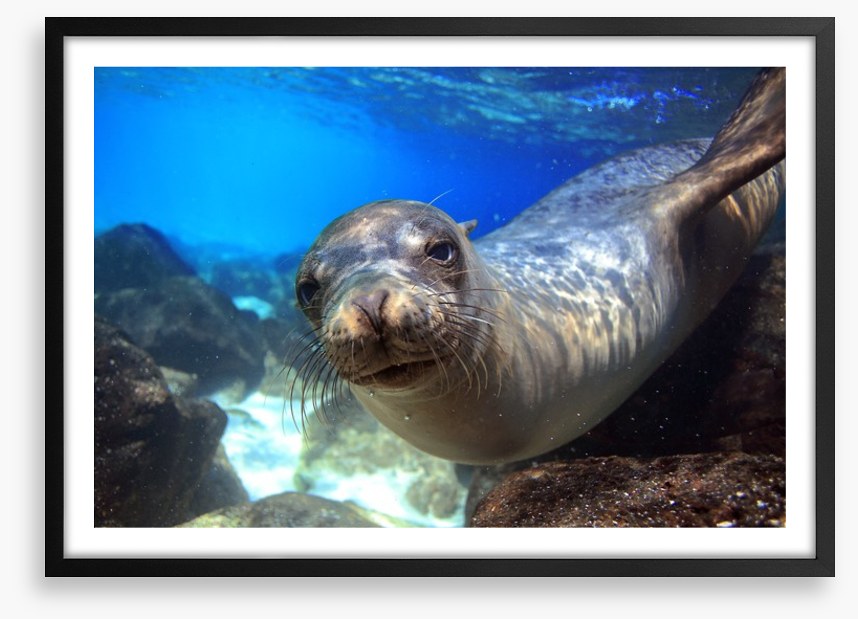 Sea lion smile