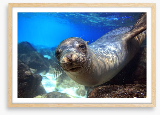 Sea lion smile