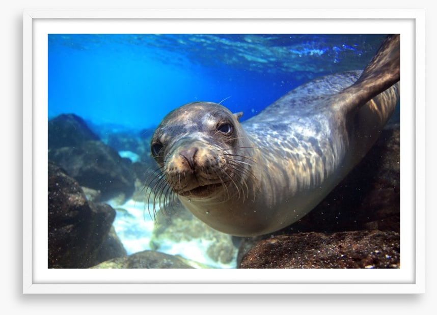 Sea lion smile
