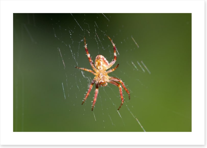 Insects