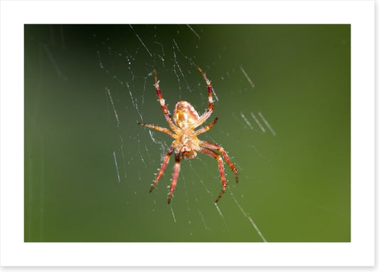 Insects