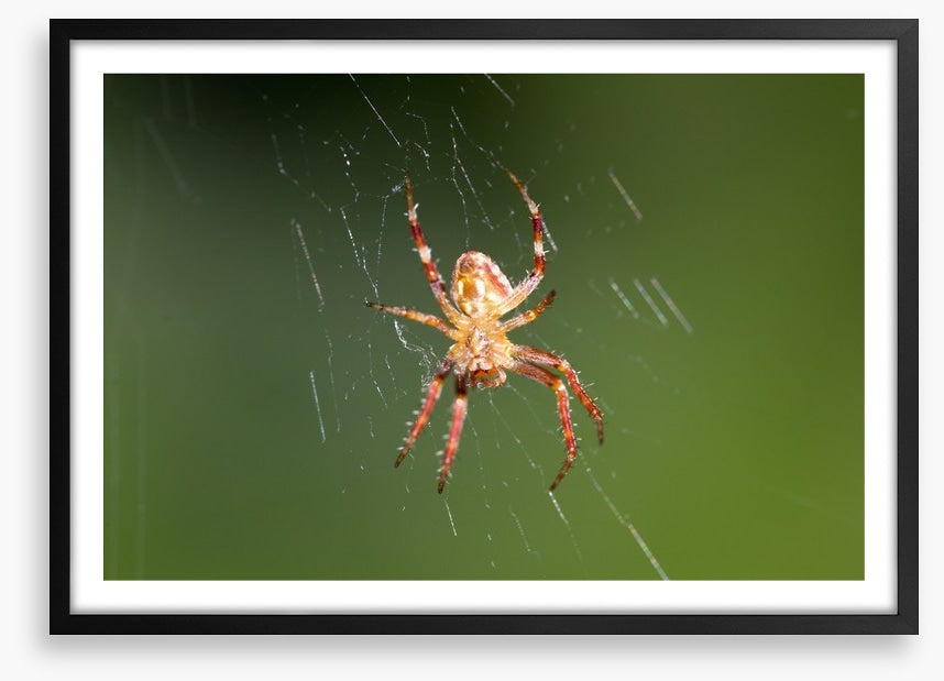 Insects
