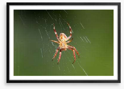 Insects