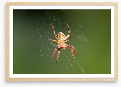 Insects