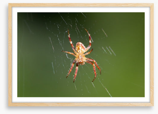 Insects