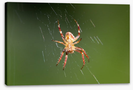 Insects