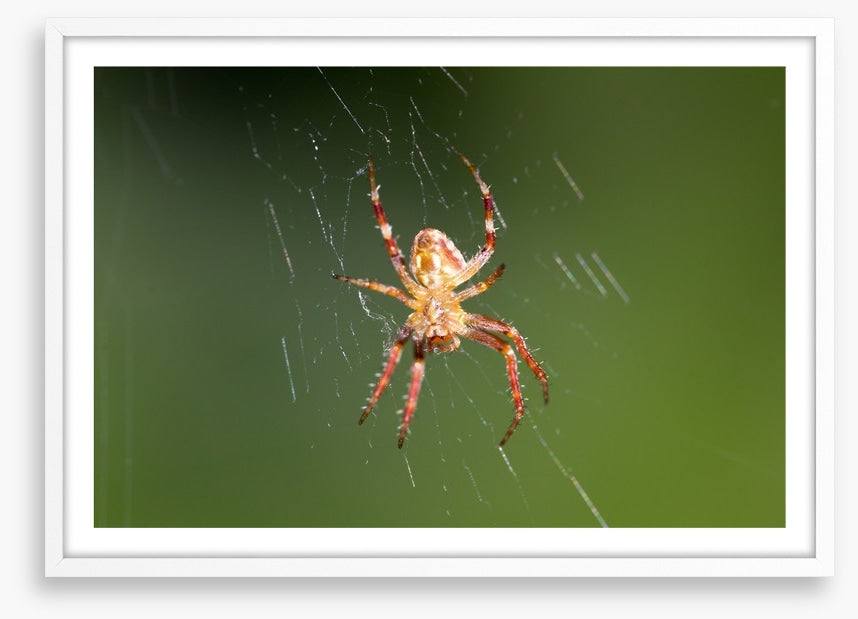Insects