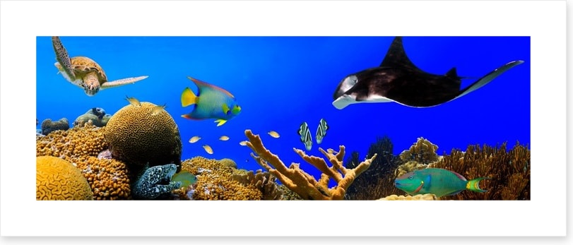 Ray in the reef