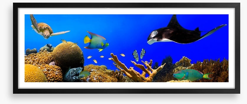 Ray in the reef