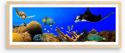 Ray in the reef