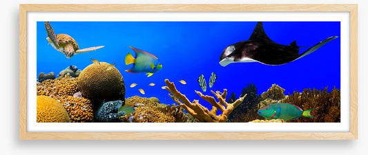 Ray in the reef