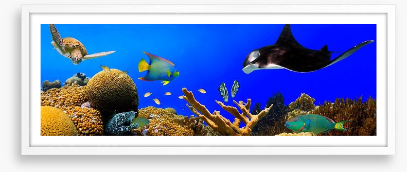 Ray in the reef