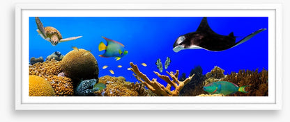 Ray in the reef