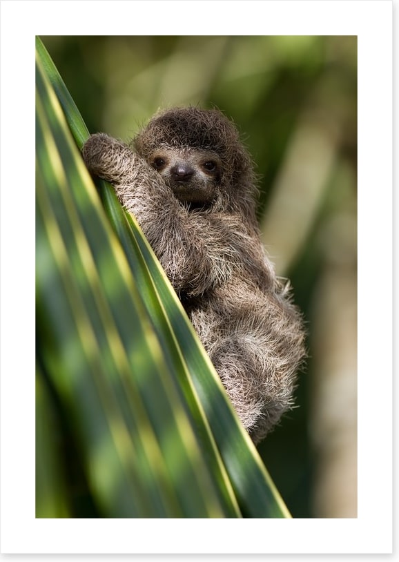 Baby three-toed sloth